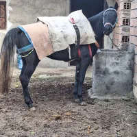 اسب کبود ۳ ساله|اسب و تجهیزات اسب‌سواری|کردکوی, |دیوار