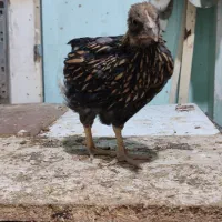 جوجه ویاندوت ،ایام سمانی، لاکنزی