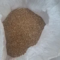 گندم محلی