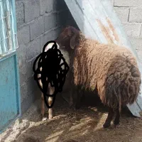 بره نر پرگوشت