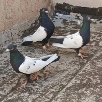 کفتر رنگی سینه سیاه سرخ زرد طوقی