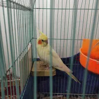 عروس هلندی|پرنده|شیروان (خراسان), |دیوار