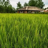 فروش-شالیزار-بیجار-2-450متر-در-کسکر-محله