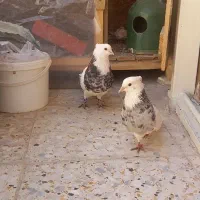 کبوتر طوقی|پرنده|پیر بکران, |دیوار