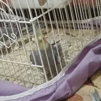 سه عدد عروس هلندی سالم