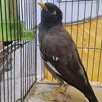 مرغ مینا