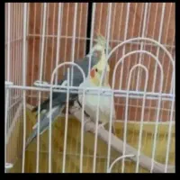 فروش عروس هلندی مولد