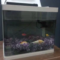 آکواریم دلسا