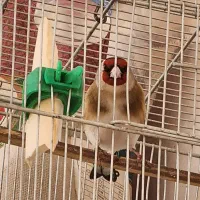 سهره چهارگل جوجه قفس|پرنده|تربت جام, شاهد|دیوار