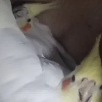 جفت عروس هلندی لوتینو