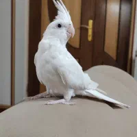 عروس هلندی آلبینو ماده
