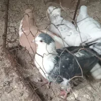 کفتر پرشی|پرنده|اسفراین, |دیوار