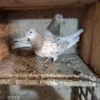 کبوتر سرور