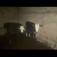 گوساله ماده ۲ عدد