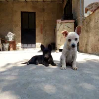 توله سگ شیواوا+اشپیتز