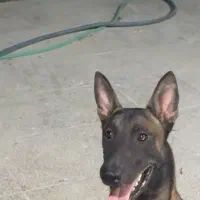 واگذاری مالینویز