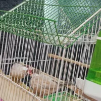 سهره|پرنده|قم, بکایی|دیوار