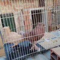 کبوتر پرشی سید|پرنده|بومهن, |دیوار