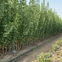 فروش نهال صنوبر مشهد مخصوص سرمایه‌گذاران هوشمند