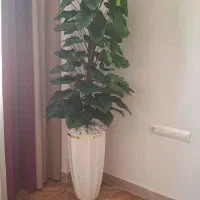 درختچه بلند نو