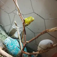 جفت مرغ عشق|پرنده|آبادان, |دیوار