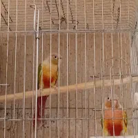 طوطی گرینچیک جفت ومولد|پرنده|هشتگرد, هشتگرد قدیم|دیوار