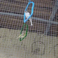 پرنده قناری