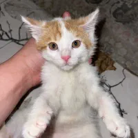 بچه گربه|گربه|تهران, کیانشهر|دیوار