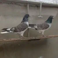 کفترمفلق