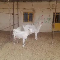 یک گله بز سان اصل|حیوانات مزرعه|شیروان (خراسان), |دیوار