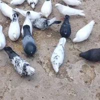 فروش کلی کبوتر|پرنده|نکا, |دیوار