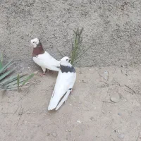 کبوتر طوقی|پرنده|بندر کنگان, |دیوار