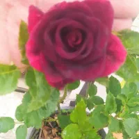 گل رز هلندی رسید