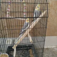 عروس هلندی