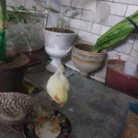 فروش یک جفت عروس هلندی|پرنده|بروجرد, |دیوار