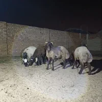 بره نر افشاری