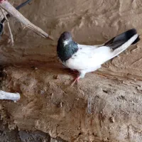 کبوتر کله ای