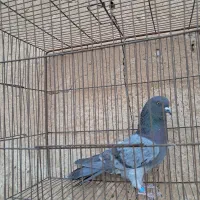 تعدادی کفتر گرگی سبز شازده پاکستانی دمسبز وسفید|پرنده|اصفهان, ارزنان|دیوار