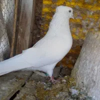 سفید کاکلی نر|پرنده|فلاورجان, |دیوار