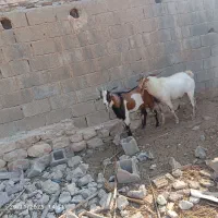 کهره‌نر‌وپازن‌موجوده