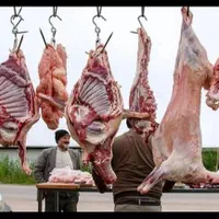 گوشت گوسفندی نرینه گرم(کالابرگ و آزاد)|خوردنی و آشامیدنی|نیشابور, فضل|دیوار