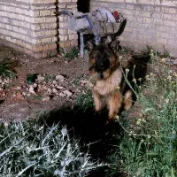 سگ ژرمن شولاین ۸ماهه پسر