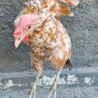 مرغ گلین