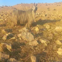 حیوان فروشی|حیوانات مزرعه|دهدشت, |دیوار