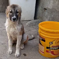 واگذاری  افغان نر ۴ ماهه....