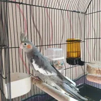 عروس هلندی جوجه