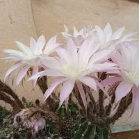 توافقی