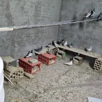 کفتر|پرنده|یزد, |دیوار