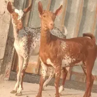 بز صلاله