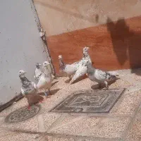 کفتر سار سرور شامی پلنگ پرشی جفتگاه